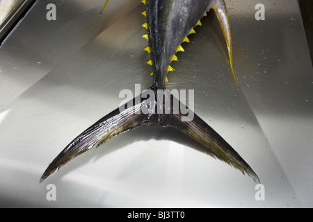 Tail und scharfe Widerhaken der einen fangfrischen Yellow Fin Thunfisch liegt auf einem Tisch Filetieren inert. Stockfoto