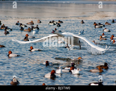 Höckerschwan ausziehen in Nymphenburg Palast See als kleinere Vögel beängstigend aus dem Weg. Stockfoto