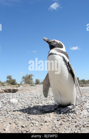 Ein Magellan-Pinguin steht Uhr über seiner Burrow auf Punta Tombo, ein Nährboden für die Pinguine, die auf der Küste von Argentinien. Stockfoto