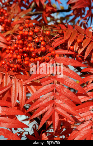 Amerikanische Eberesche (Sorbus Americana), rote Beeren und Blätter Stockfoto