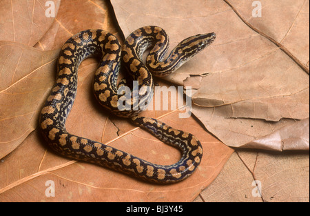 Paraguayischen Rainbow Boa Epicrates Cenchria Crassus, juvenile. Stockfoto