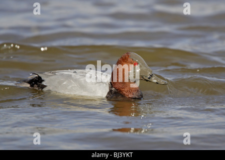 Männliche gemeinsame Tafelenten Schwimmen mit Kopf bedeckt im Schlamm Stockfoto