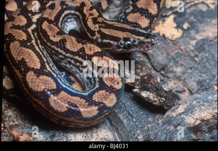 Paraguayischen Rainbow Boa Epicrates Cenchria Crassus, juvenile. Stockfoto