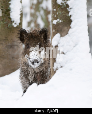 Wildschwein (Sus Scrofa) im Schnee Stockfoto