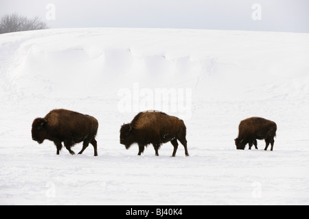 Amerikanische Bisons (Bison Bison) im winter Stockfoto