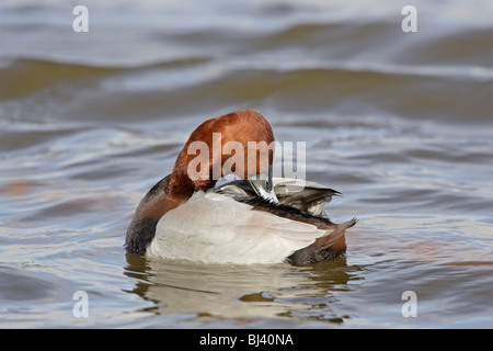 Männliche gemeinsame Tafelenten putzen auf dem Wasser Stockfoto