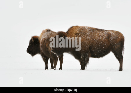 Amerikanische Bisons (Bison Bison) im winter Stockfoto