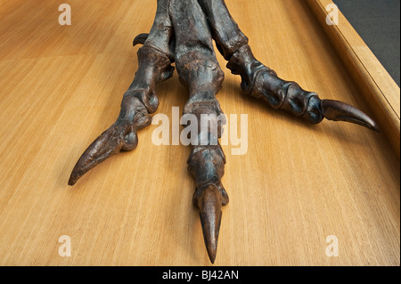 Nahaufnahme eines Fußabgusses eines Tyrannosaurus Rex-Dinosaurierskeletts, im Oxford University Museum of Natural History, Großbritannien Stockfoto