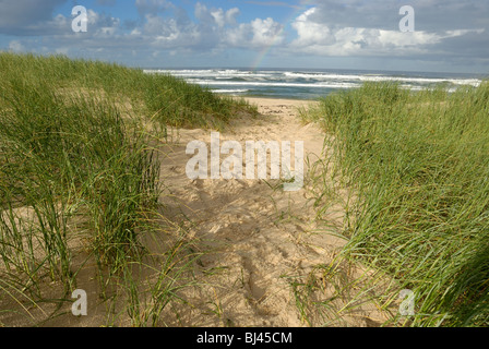 Pfad auf Strand, Meer, Hermanus, South Western Cape, Südafrika Stockfoto