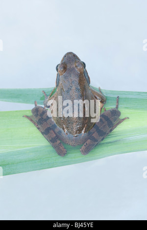 Springfrosch (Rana Dalmatina). Thema der Gefangenschaft, die Zucht, Aufzucht, release, Jersey, Kanalinseln. Durrel Vertrauen (Zoo). Stockfoto