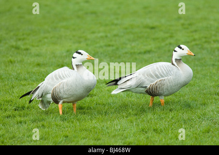 Bar - vorangegangen Gänse (Anser indicus). Eine der attraktivsten der "Grauen" Goose, Anser Gattung. Eine der höchsten fliegen, fliegen über den Himalaya ​ zweimal im Jahr. Stockfoto