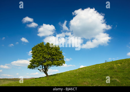 Einsamer Baum auf einem Hügel in der Landschaft von Buckinghamshire Stockfoto