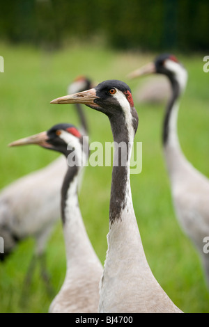 Gemeinsamen, europäischen und eurasischen Kraniche (Grus Grus). Stockfoto