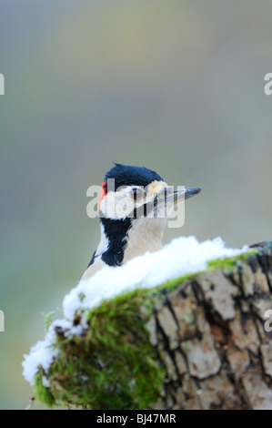 Middle Spotted Woodpecker (Dendrocopos Medius, Picoides Medius) Stockfoto