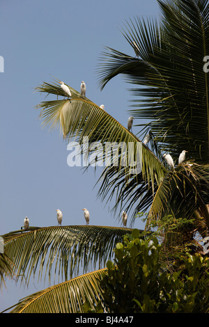 Indien, Kerala, Backwaters, Alappuzha, Chennamkary, Silberreiher Schlafplatz auf Kokosnuss Palmwedel Stockfoto