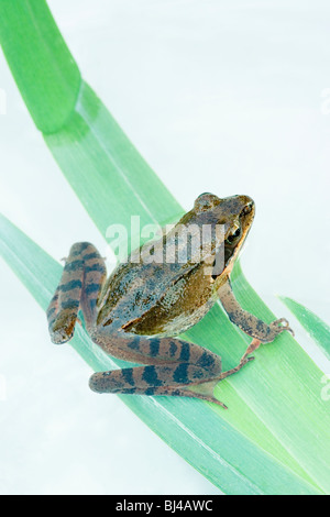 Springfrosch (Rana Dalmatina). Thema der Gefangenschaft, die Zucht, Aufzucht, release, Jersey, Kanalinseln. Durrel Vertrauen (Zoo). Stockfoto