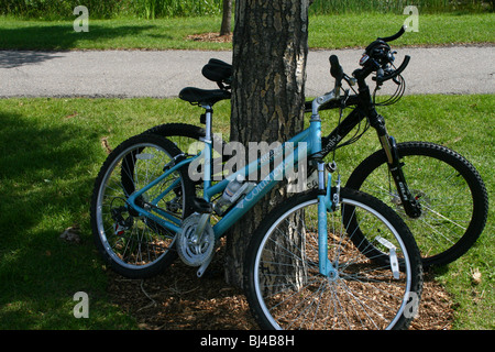 Zwei Fahrräder stützte sich auf einen Baum in einem Park. Stockfoto