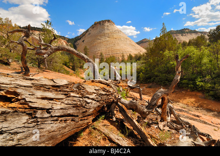 Checkerboard Mesa, gesehen aus der Sicht im Zion Nationalpark, Utah, Vereinigte Staaten von Amerika Stockfoto