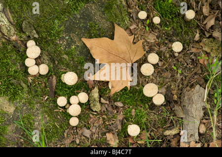 Blätterteig-Kugeln auf Basis des Londoner Platane Platanus X Hispanica im Herbst Stockfoto