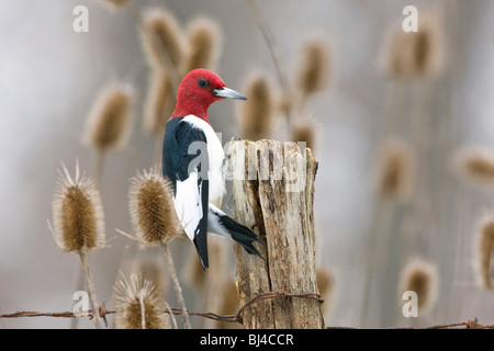 Red-headed Woodpecker am Zaunpfosten Stockfoto