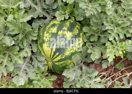 Wassermelone auf einem Feld in der Messara-Ebene in der Nähe von Asimi, Kreta, Griechenland, Europa Stockfoto