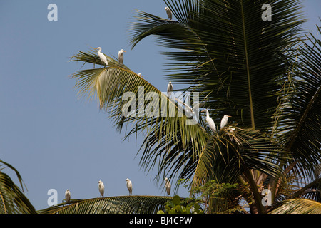 Indien, Kerala, Alappuzha, Chennamkary, Backwaters, weißen Silberreiher Schlafplatz auf Kokosnuss Palmwedel Stockfoto