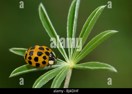 Harlekin-Marienkäfer, Harmonia Axyridis Succinea auf Nootka Lupine, Lupinus nootkatensis Stockfoto