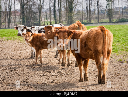 Kühe in einem Feld Stockfoto