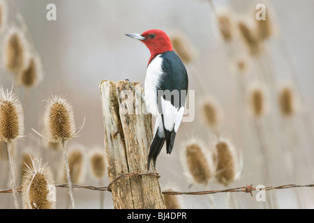 Red-headed Woodpecker am Zaunpfosten Stockfoto