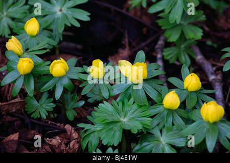 Teppich aus gelben Winter Aconitum Blumen Eranthis Hyemalis englische Woodland Stockfoto