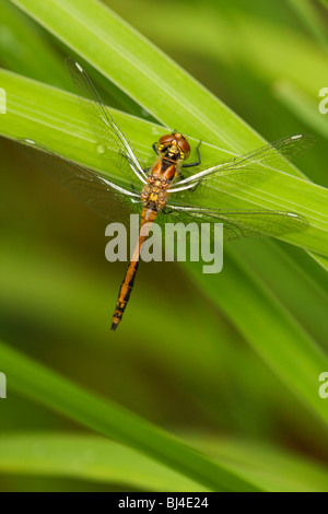 Libelle auf Blätter, Nationalpark Bayerischer Wald, Bayern, Deutschland, Europa Stockfoto