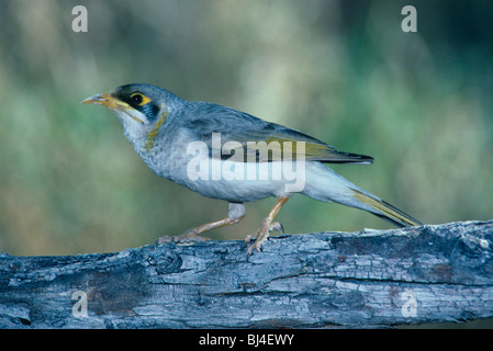 Gelb-throated Miner (Manorina Flavigula), auf Ast Stockfoto