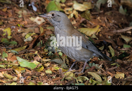 Graues Shrike Soor (Colluricincla Harmonica), Lamington Nationalpark, Queensland, Australien Stockfoto