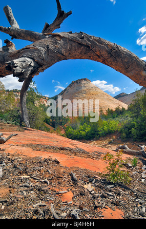 Checkerboard Mesa, gesehen aus der Sicht im Zion Nationalpark, Utah, Vereinigte Staaten von Amerika Stockfoto