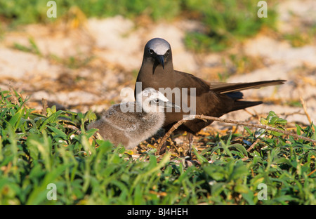 Gemeinsamen Noddy (Anous Stolidus) Erwachsenen mit Küken, Australien Stockfoto