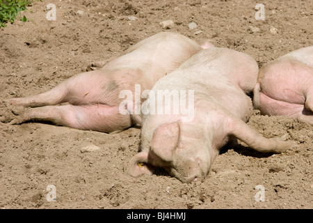 Schlafen in einem schlammigen Hof Schweine Stockfoto