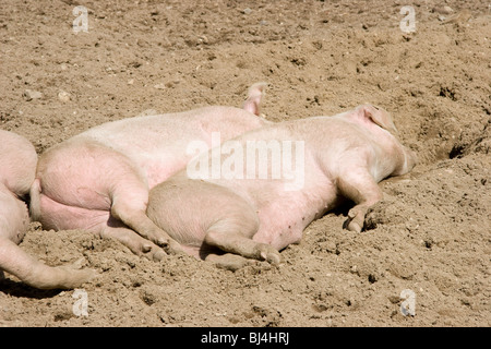 Schlafen in einem schlammigen Hof Schweine Stockfoto