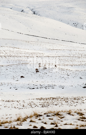 Bild des Rotwildes Herde auf Nahrungssuche in Winterlandschaft Stockfoto