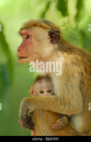 Mutter und Baby Mütze Makaken (Macaca Sinica), in Yala West National Park, Sri Lanka Stockfoto