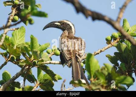 Männliche afrikanische Grau Hornbill (Tockus Nasutus) in einen Obstbaum in Gambia, Westafrika. April 2009. Stockfoto