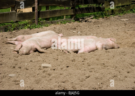 Schlafen in einem schlammigen Hof Schweine Stockfoto