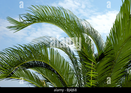 Nahaufnahme der Palme Blätter über blauen Himmelshintergrund Stockfoto