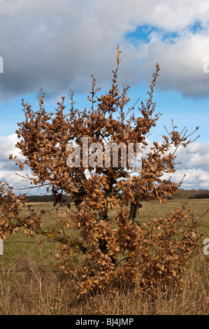 Sessile Eiche (Quercus Petraea) Baum Bäumchen - Sud Touraine - Frankreich. Stockfoto