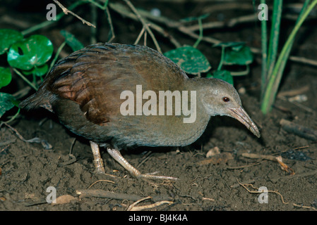 Lord-Howe-Insel Woodhen (Tricholimnas Sylvestris), vom Aussterben bedrohte Arten, Australien Stockfoto