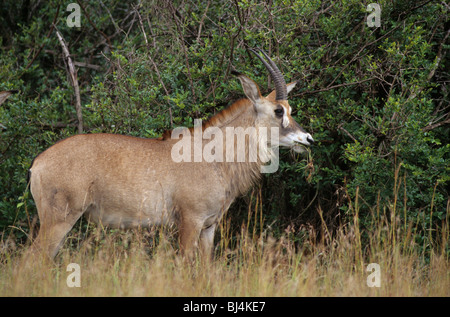 Roan Antilope (Hippotragus Spitzfußhaltung) Erwachsenen, Fütterung auf Rasen, Ruma Nationalpark, Nyanza, Kenia, Afrika Stockfoto