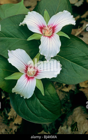 Bemalte Trillium Trillium Undulatum Osten und Südosten der USA Stockfoto