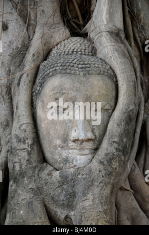 Der Leiter der ein Sandstein umschlungen Buddha in den Wurzeln von Bodhi (Bo) Baum, Wat Maya, Ayutthaya, Thailand. Stockfoto