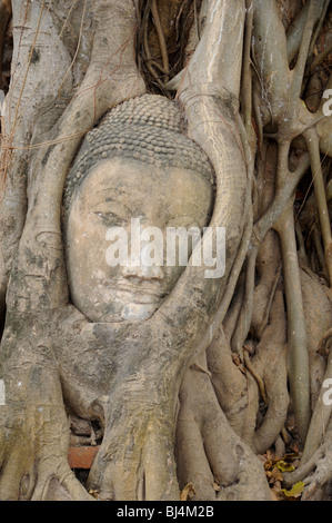 Der Leiter der ein Sandstein umschlungen Buddha in den Wurzeln von Bodhi (Bo) Baum, Wat Maya, Ayutthaya, Thailand. Stockfoto