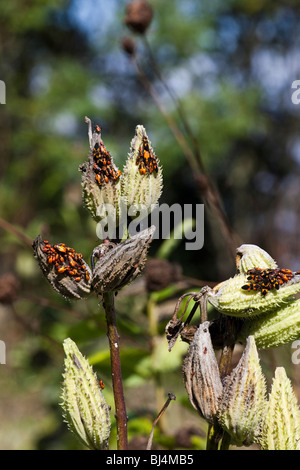 Oncopeltus fasciatus Bug Insekten mit Nymphen auf einer Milkweed Pflanzkapsel in der Natur Nahaufnahme verschwommener Hintergrund Niemand in den USA vertikale Hi-res Stockfoto