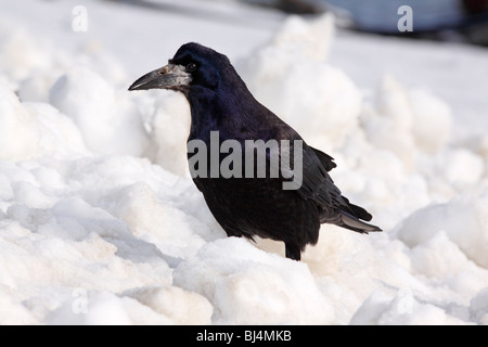 Turm (Corvus Frugilegus) im Winter im Schnee Stockfoto